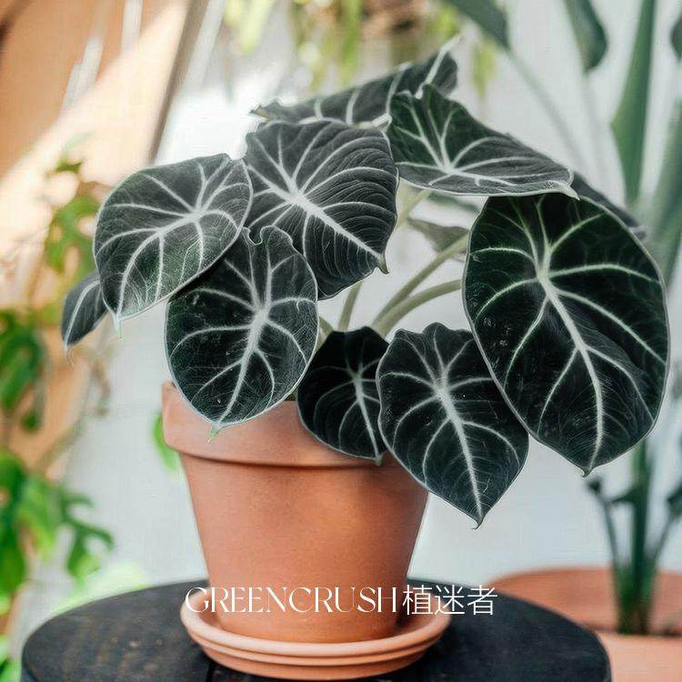 忍者海芋黑天鹅绒丝绒质感盆栽网红绿植物室内阳台观叶好养植迷者,淘宝优惠券,粉丝福利购,淘宝优惠卷