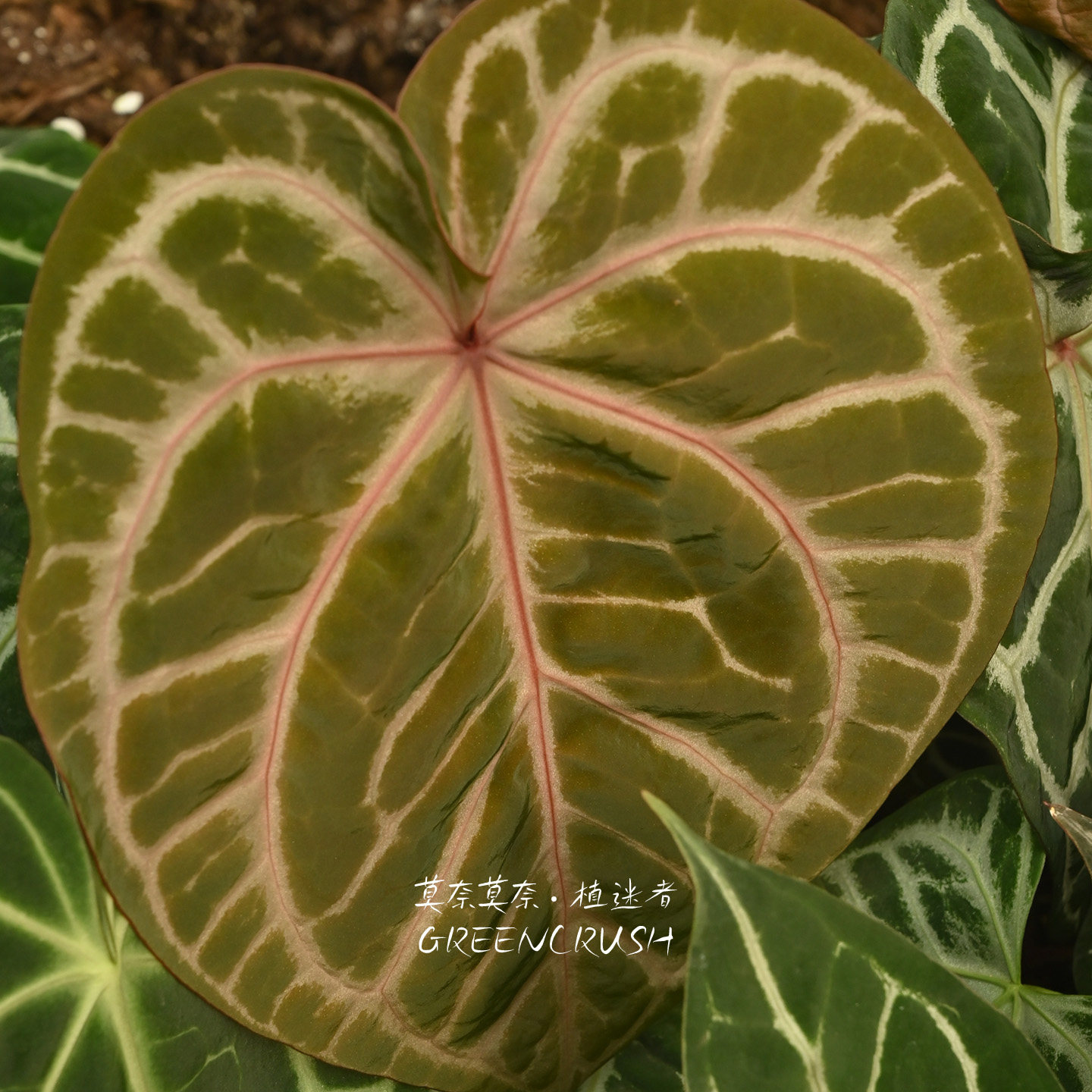 图5