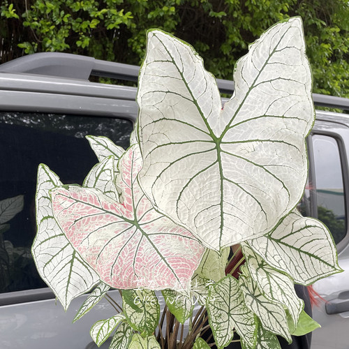 国产彩叶芋盆栽合集粉飞泰国美人白色恋人米兰甜心如烟海王植迷者 - 图3