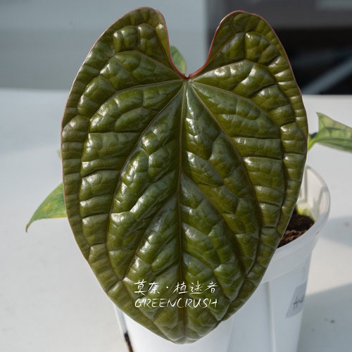 奢华花烛盆栽肌肉感凹凸肌理观叶绿植客厅阳台热带植物热植植迷者 - 图1