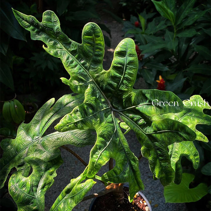 杰克琳杰奎琳诺比海芋AlocasiaJacklyn杰克林观叶植迷者,淘宝优惠券,粉丝福利购,淘宝优惠卷