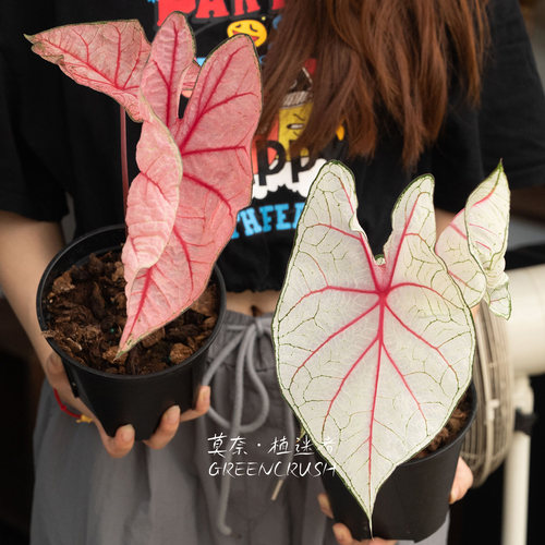 进口彩叶芋盆栽合集粉色泡泡粉红美人甜心玫瑰花苞春萌观叶绿植 - 图0