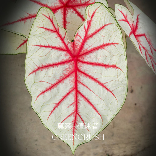 幻想曲彩叶芋种球幻想曲美国进口球网红绿植花卉好养活室内阳台 - 图2