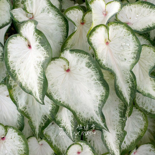 彩叶芋进口种球合集A消防员同花顺野火海绵粉粉色泡泡冰柱仙境 - 图2
