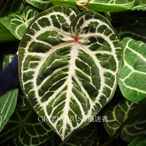 红水晶花烛籽播米歇尔zara粉柠檬神奇男孩天南星科热带植物植迷者 - 图2