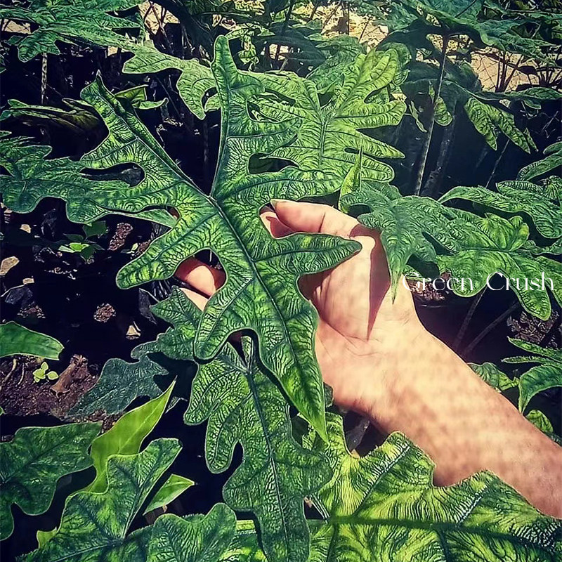 杰克琳杰奎琳诺比海芋AlocasiaJacklyn杰克林观叶植迷者,淘宝优惠券,粉丝福利购,淘宝优惠卷