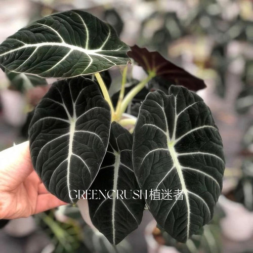 忍者海芋黑天鹅绒丝绒质感盆栽网红绿植物室内阳台观叶好养植迷者 - 图2