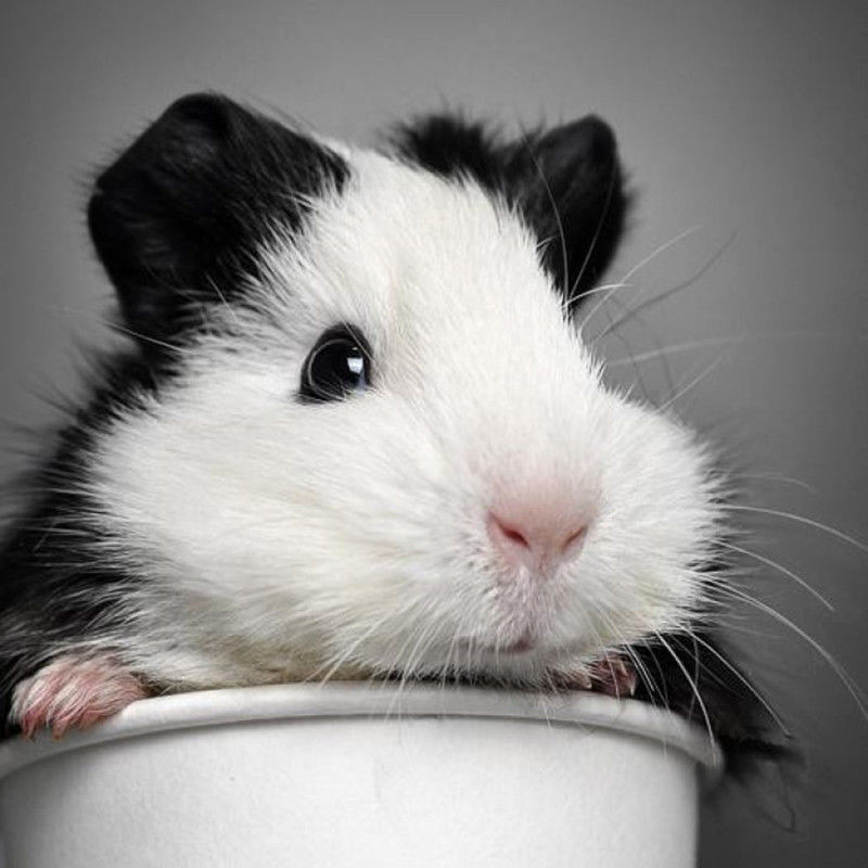 可爱自家繁殖宠物荷兰猪活体荷兰鼠豚鼠活物宝宝天竺鼠健康包活,淘宝优惠券,粉丝福利购,淘宝优惠卷
