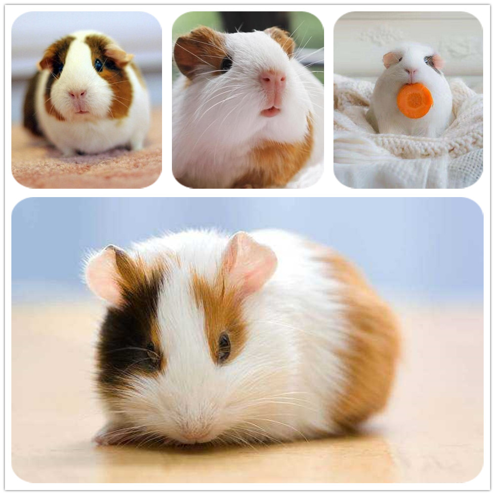 自家繁殖宠物荷兰猪活体荷兰鼠豚鼠活物宝宝天竺鼠可爱健康包活,淘宝优惠券,粉丝福利购,淘宝优惠卷