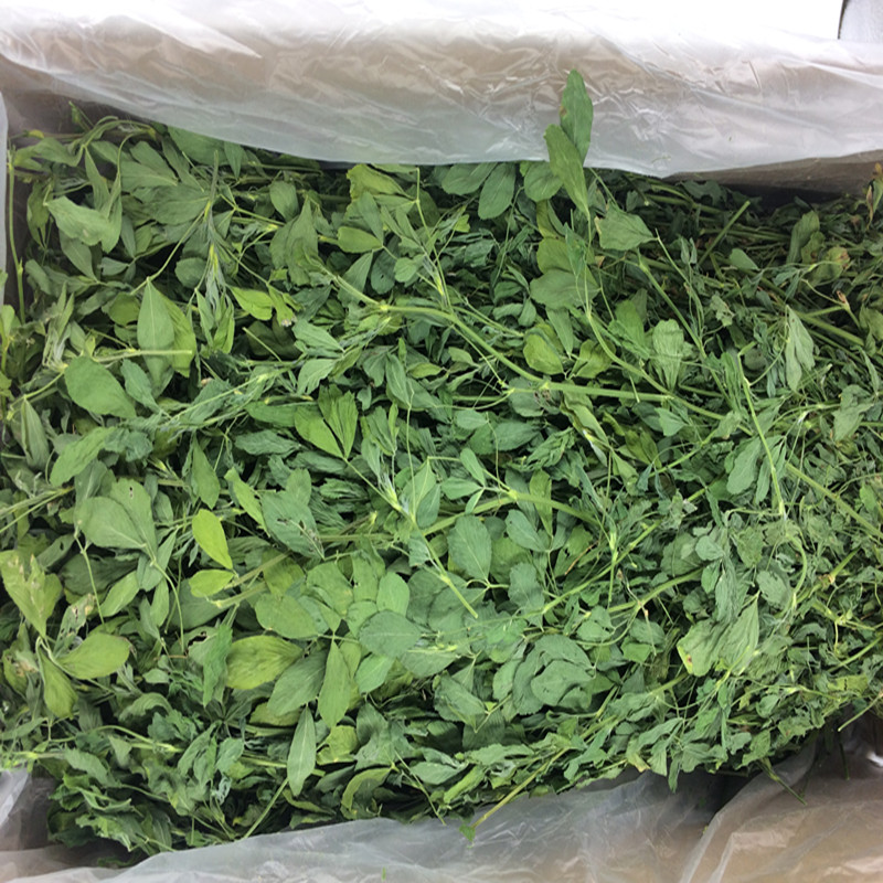 新紫花苜蓿草大麦提摩西荷兰猪豚鼠龙猫牧草宠物兔粮食饲料兔干草