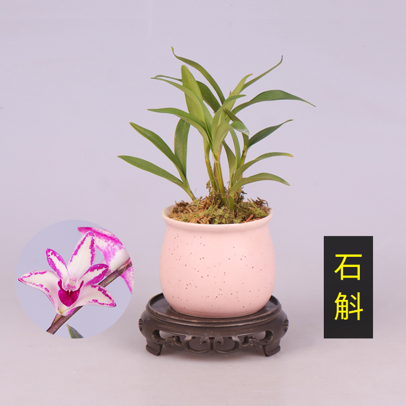 四季名品【紫蝶石斛】澳带陶瓷盆花大色艳室内客厅花卉种植绿植盆 - 图0