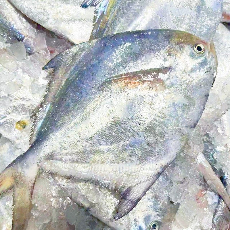 新鲜银鲳鱼 大白鲳 平鱼 鲜活冷冻 舟山海鲜2条/斤鲳鱼 2斤一份,淘宝优惠券,粉丝福利购,淘宝优惠卷