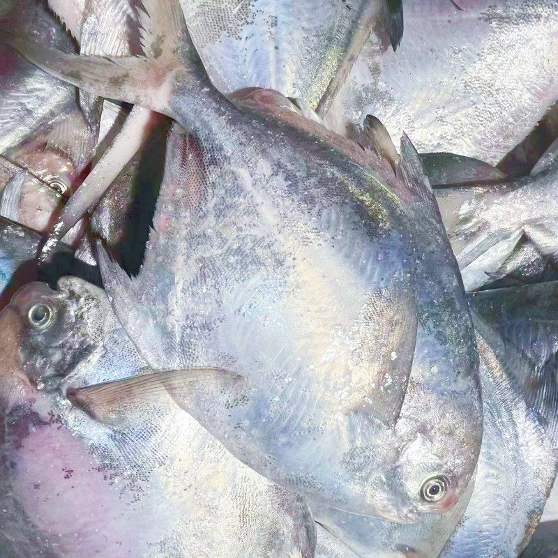 新鲜银鲳鱼 大白鲳 平鱼 鲜活冷冻 舟山海鲜2条/斤鲳鱼 2斤一份,淘宝优惠券,粉丝福利购,淘宝优惠卷