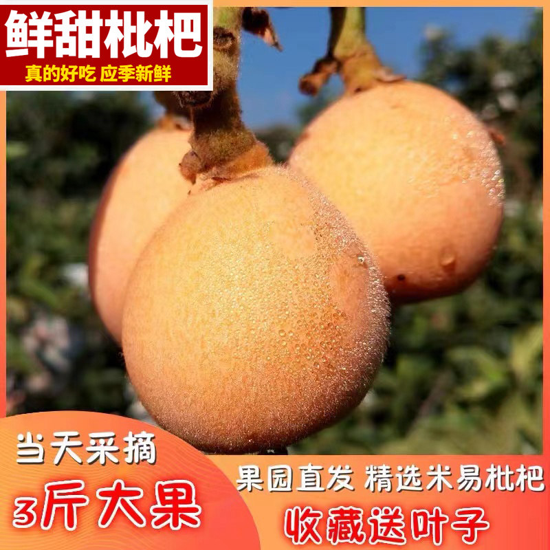 攀枝花米易枇杷新鲜大果3斤孕妇水果宝宝五星琵琶非蒙自顺丰包邮