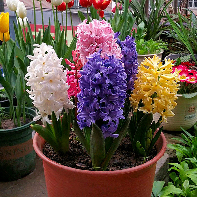 荷兰进口风信子种球3颗 冬季盆栽土培水培四季耐寒大球花卉绿植花,淘宝优惠券,粉丝福利购,淘宝优惠卷