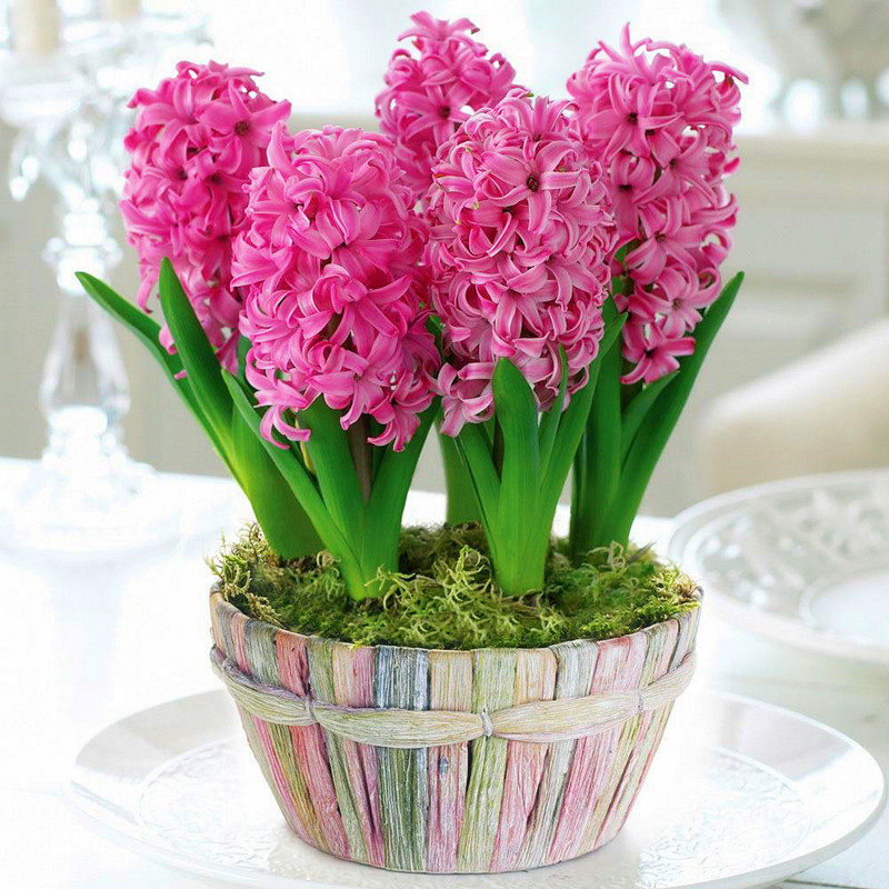 荷兰进口风信子种球3颗 冬季盆栽土培水培四季耐寒大球花卉绿植花,淘宝优惠券,粉丝福利购,淘宝优惠卷