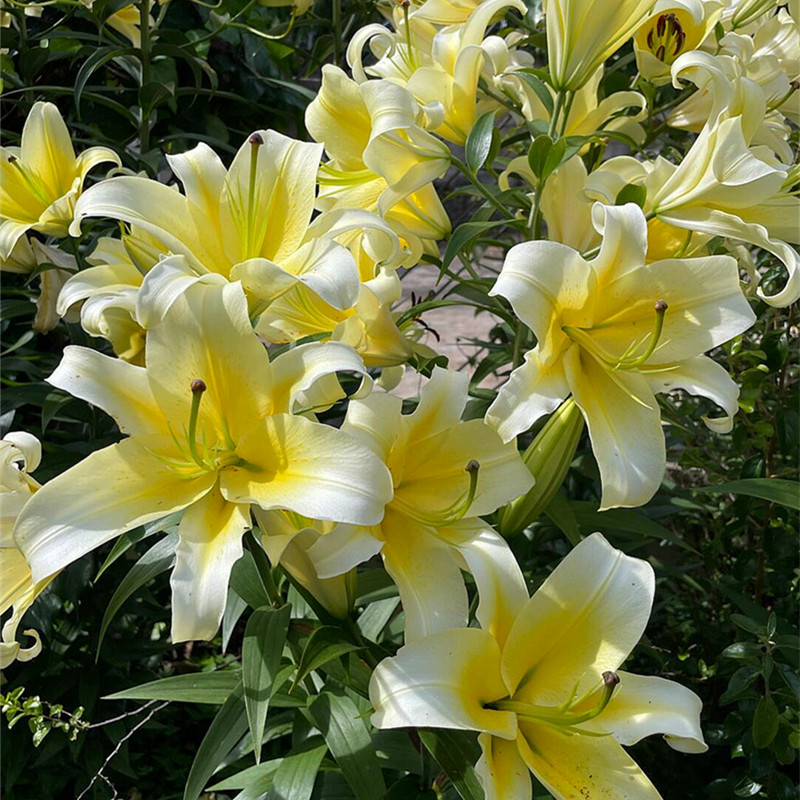 香水百合种球进口四季盆栽花卉种子室内外阳台已催芽木门浓香花苗 - 图0