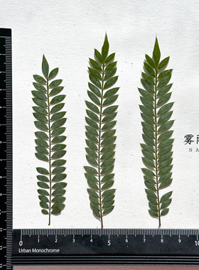 蓝花楹叶押花滴胶手机壳清新