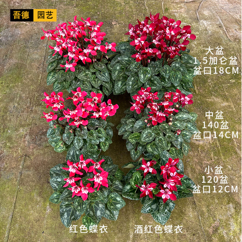 进口F1代蝶衣仙客来盆栽花卉客厅书房餐厅办公室室内桌摆省事好养,淘宝优惠券,粉丝福利购,淘宝优惠卷