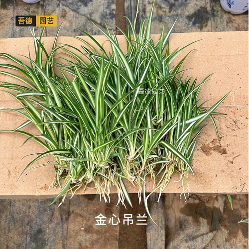 金边金心青叶吊兰小苗水培土培室内庭院景观桌摆省事好养净化空气 - 图2
