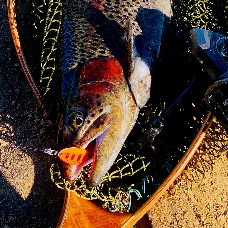 暗涌路亚 3.3g哑光缤纷色冬季马口鳟鱼虹鳟军鱼路亚亮片出口日本,淘宝优惠券,粉丝福利购,淘宝优惠卷