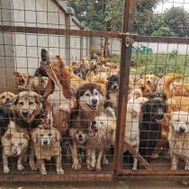 Buy a postcard to help Kunming 100 million Heart Wandering Animal House to take care of two thousand Mao children