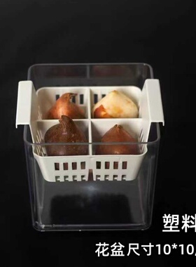 水培郁金香玻璃花盆大号风信子含塑料定植篮水养水仙种球透明器皿