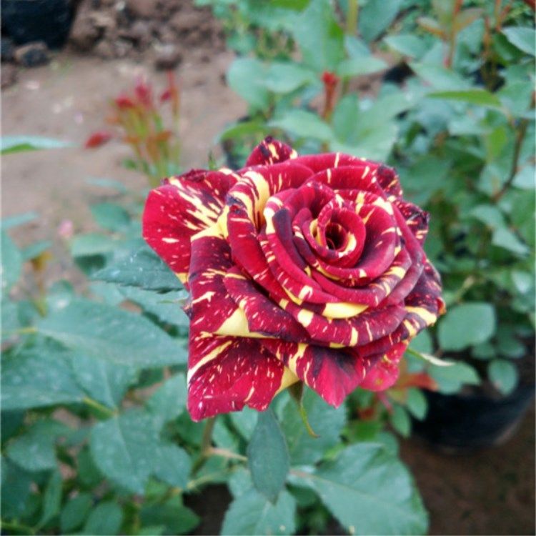 流星雨大花藤本月季玫瑰花苗蔷薇盆栽绿植带花四季开花阳台庭院,淘宝优惠券,粉丝福利购,淘宝优惠卷