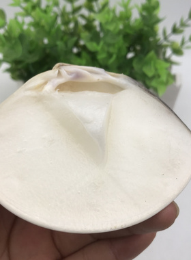 上海手牌蛤蜊膏贝壳油裂口滋润