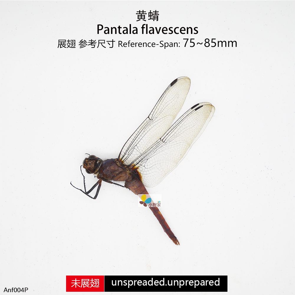 黄蜻Pantala flavescens Nature&Art - 图1