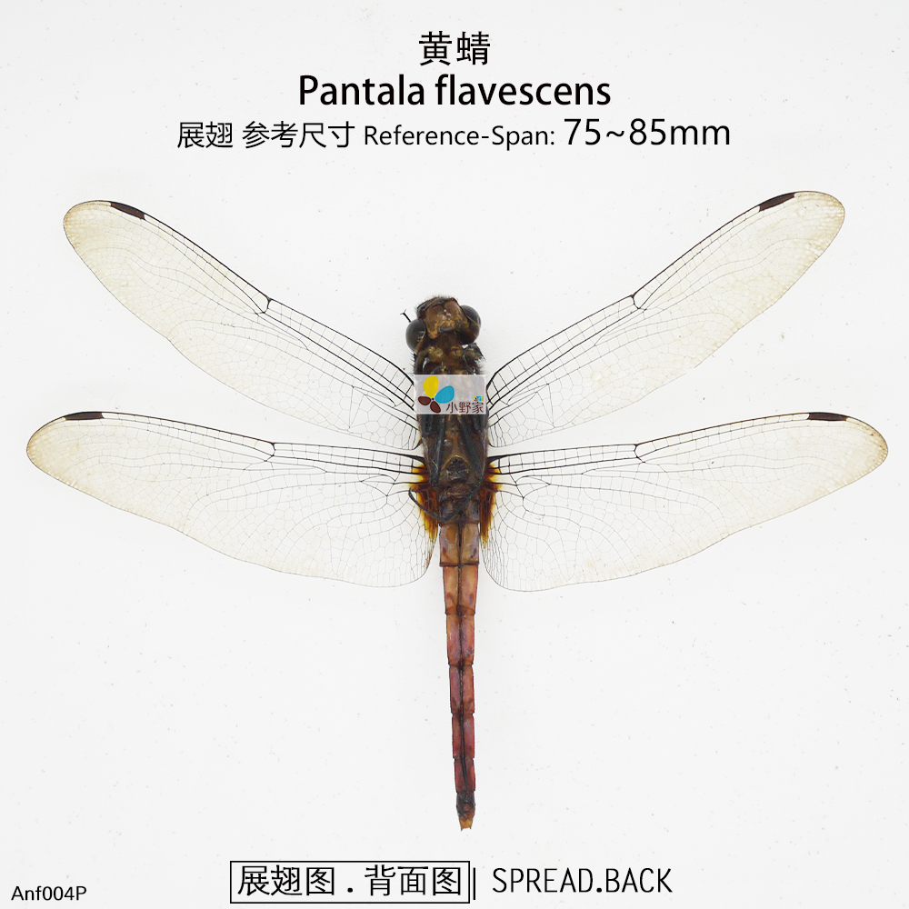 黄蜻Pantala flavescens Nature&Art - 图0