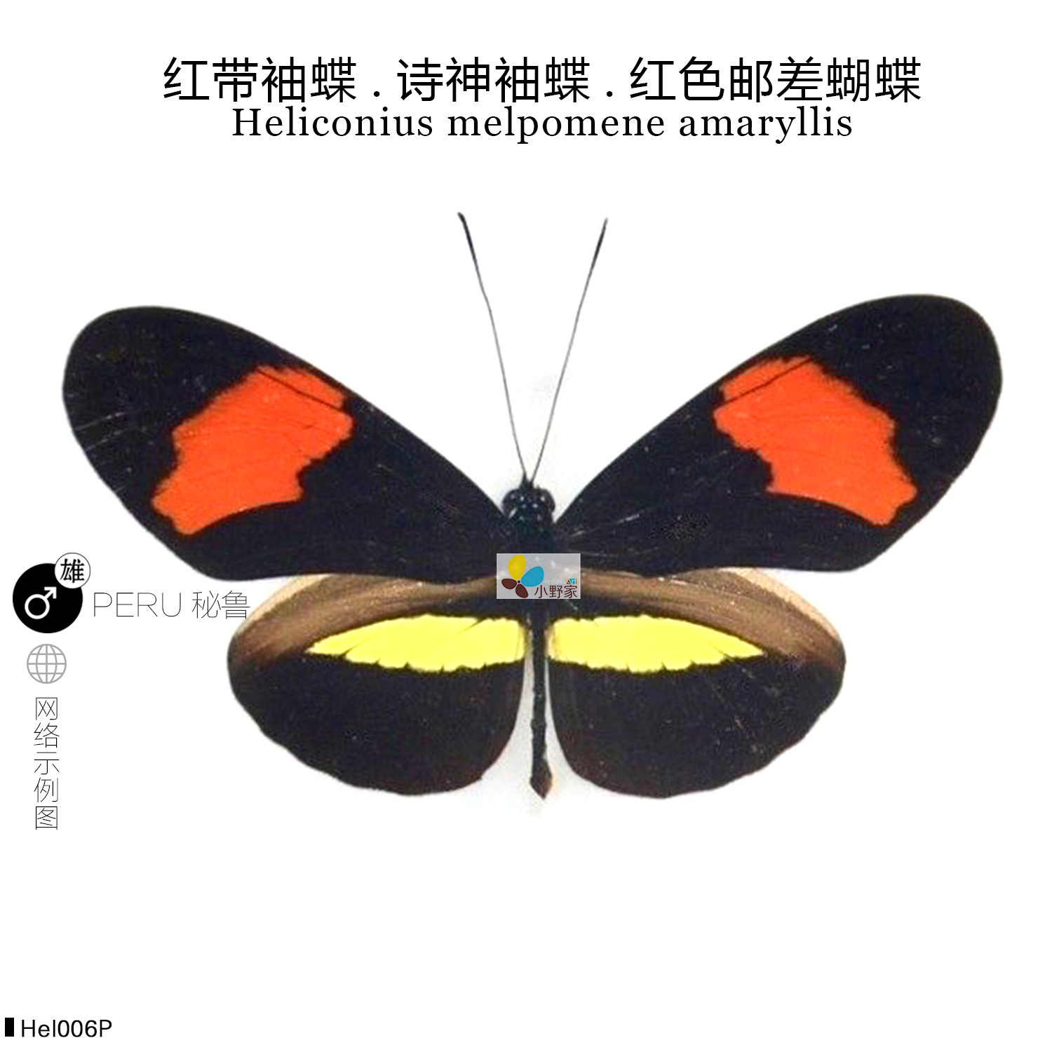 【釉蛱蝶亚科】小野家海神袖蝶诗神袖蝶黄裙袖蝶真蝴蝶标本原蝶,淘宝优惠券,粉丝福利购,淘宝优惠卷