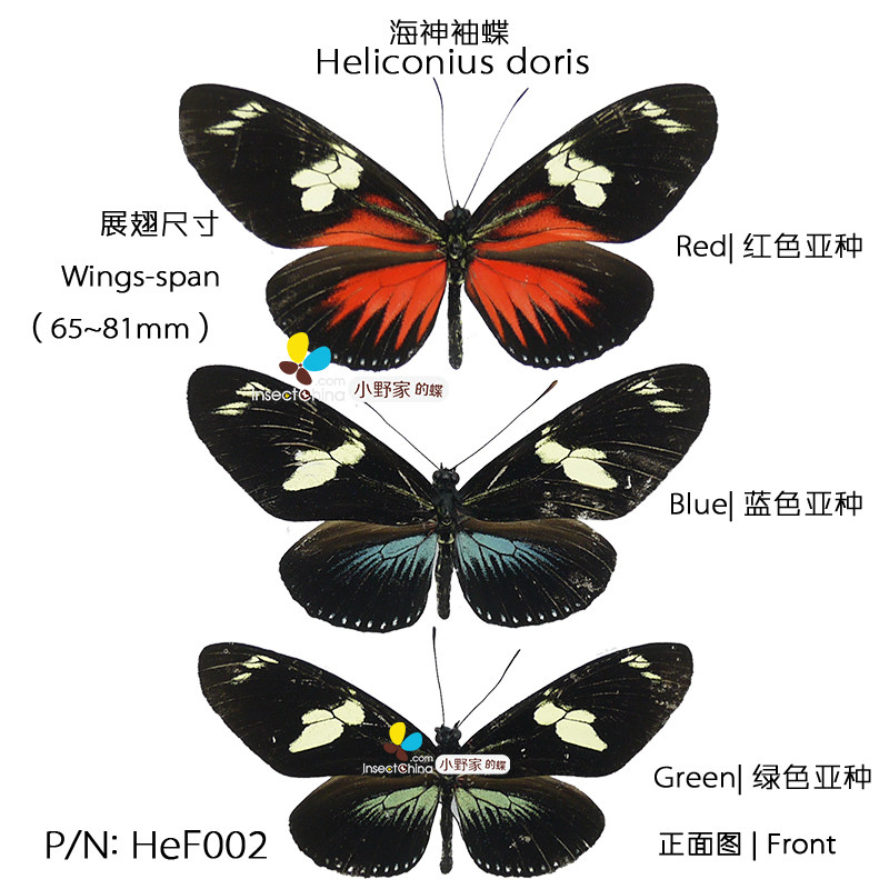【釉蛱蝶亚科】小野家海神袖蝶诗神袖蝶黄裙袖蝶真蝴蝶标本原蝶,淘宝优惠券,粉丝福利购,淘宝优惠卷