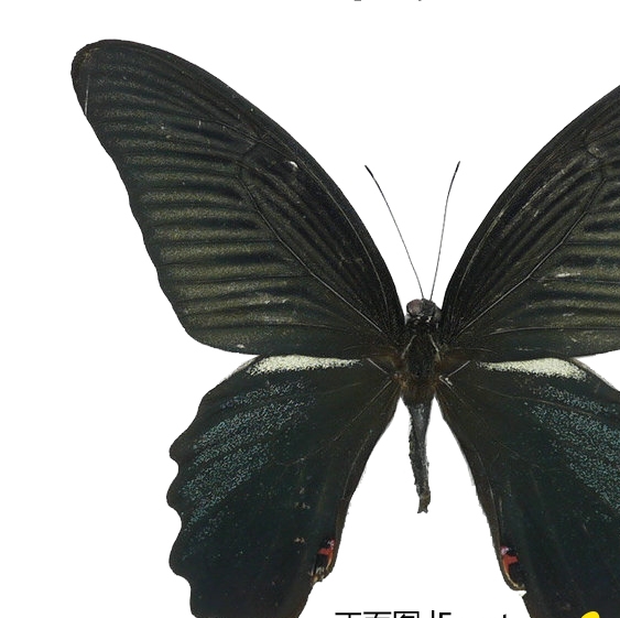蓝凤蝶Papilio protenor 产地中国 展翅75-110mm L型 - 图3