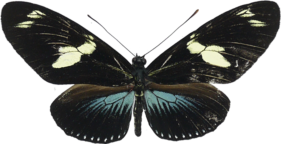 【釉蛱蝶亚科】小野家海神袖蝶诗神袖蝶黄裙袖蝶真蝴蝶标本原蝶,淘宝优惠券,粉丝福利购,淘宝优惠卷