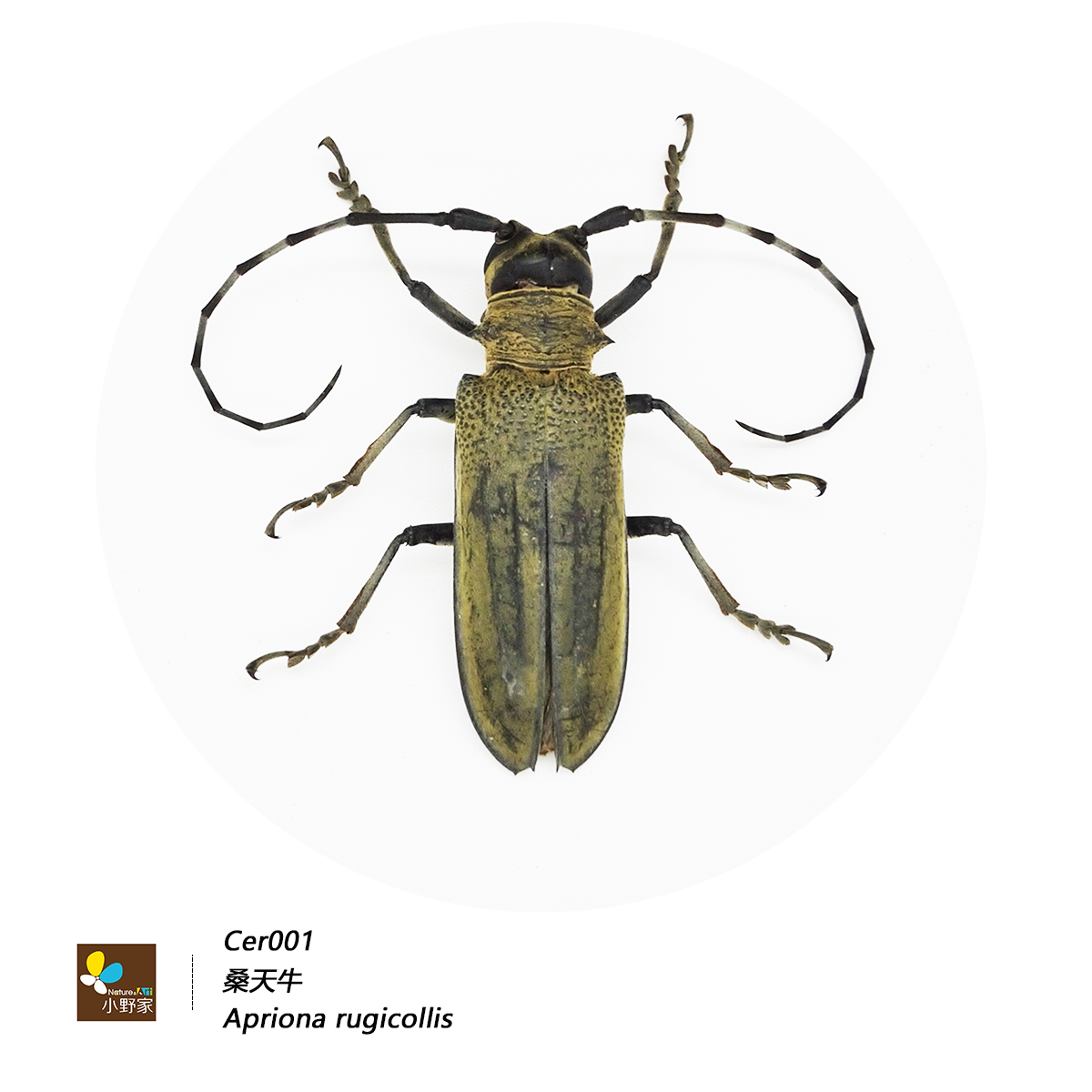 鞘翅目【天牛科】真昆虫标本真虫标本教学标本昆虫科普模型,淘宝优惠券,粉丝福利购,淘宝优惠卷