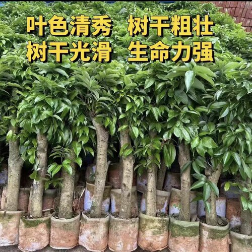 高压圈荔枝苗树桩矮化嫁接荔枝果树苗盆栽地栽南北方种植当年爆果 - 图2