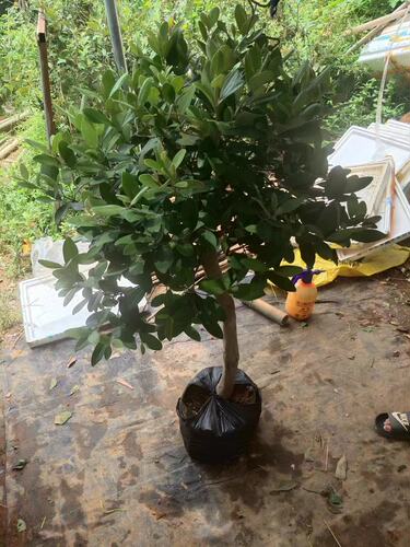 桃金娘精品苗改良大果种植庭院盆栽桃金娘树苗山捻子果苗盆景 - 图1