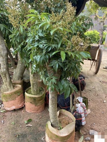 高压圈荔枝苗树桩矮化嫁接荔枝果树苗盆栽地栽南北方种植当年爆果 - 图1