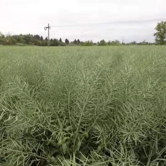 包邮油菜种子 高产榨油观赏油菜籽食用耐寒耐旱德杂油5号菜花种籽 - 图2