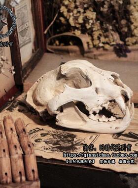复古做旧狗头骨摆件陈列装饰拍摄