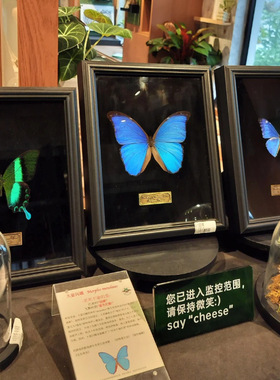 蝴蝶标本相框空框摆台黑色高级感