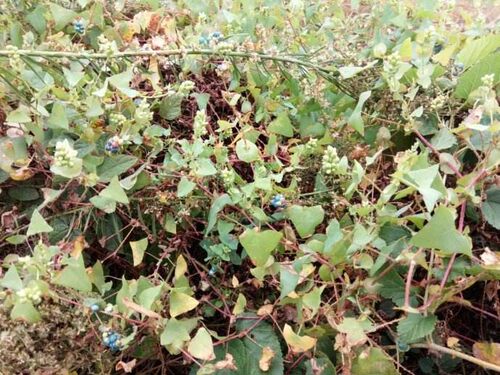 野生杠板归刺 酸浆草老虎刺河白草 蛇倒退 蛇不过500克包邮 - 图1