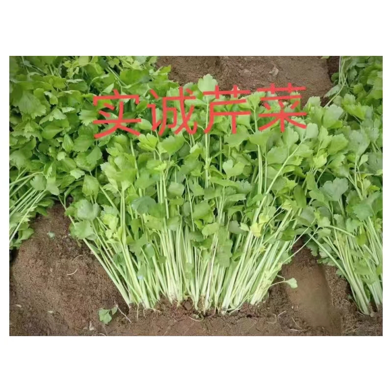 实诚泰国三优白骨黄心芹菜种子耐热嫩黄芹种子白芹种子空心芹菜种 - 图2