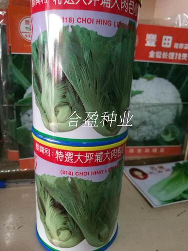香港蔡兴利益农特选大坪铺大肉包心芥菜种子100g罐装种子 - 图0