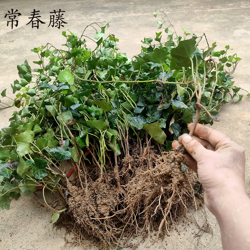 常春藤苗爬山虎爬墙藤围墙爬藤植物室内绿植四季常青园林绿化苗,淘宝优惠券,粉丝福利购,淘宝优惠卷
