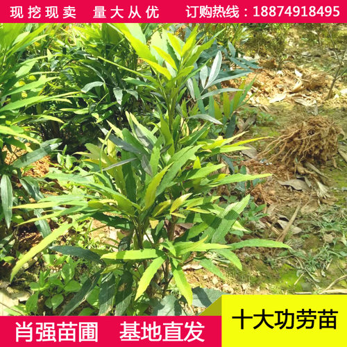 十大功劳小苗 土黄连 四季常青绿化苗木 清热解毒中药材 盆栽花卉 - 图1