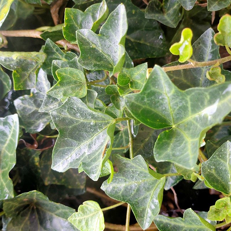 常春藤苗爬山虎爬墙藤围墙爬藤植物室内绿植四季常青园林绿化苗,淘宝优惠券,粉丝福利购,淘宝优惠卷