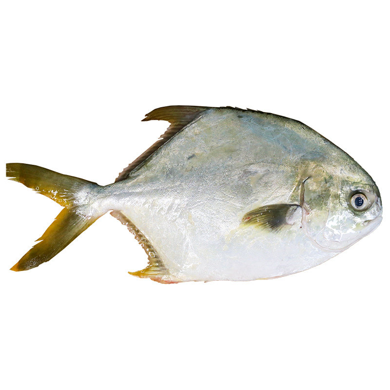 金鲳鱼新鲜冷冻特大金昌鱼海鲳鱼深海鱼平鱼海鱼鲳鱼镜鱼整箱顺丰,淘宝优惠券,粉丝福利购,淘宝优惠卷