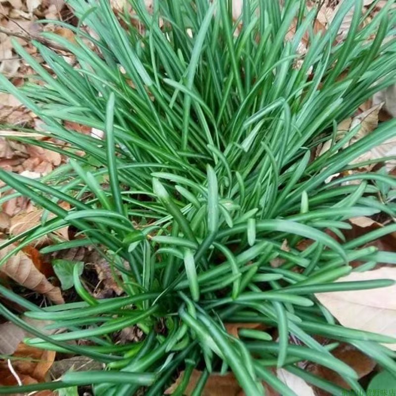 石蒜红花彼岸花老鸦蒜曼珠沙华庭院阳台窗台花卉农家中草药材盆栽 - 图2